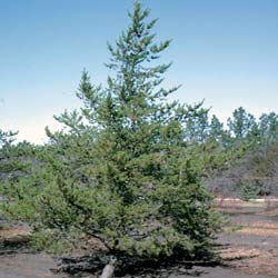 Pinus banksiana